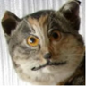13.png