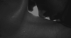 for05pz2.gif