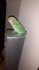upload_2019-2-10_17-16-11.png