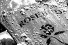 Rosebud.jpg
