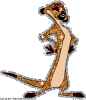 11678536_Timon8.gif