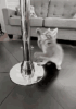 49.gif