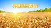 Нашли!!!.jpg