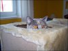sneaky-kitties-13.jpg