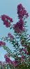 IMG_20260803_181839.jpg