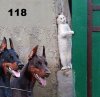 118.jpg