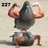 227.jpg