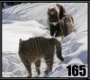 demotivatorium_ru_tehasskie_reindjeri_na_trope_vojni_196125.jpg