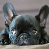 Philippe